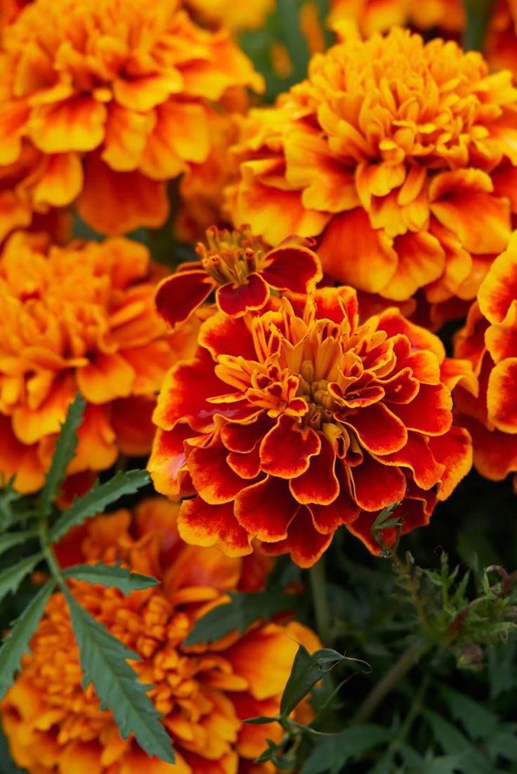 Caléndula: La Joya Floral para una Piel Bella y Saludable