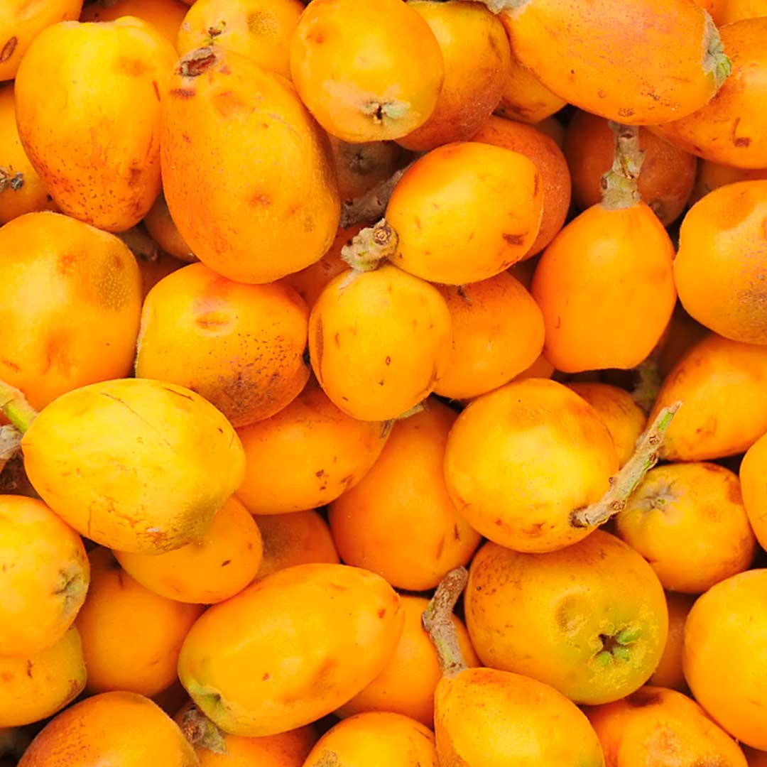 Marula Oil: Elixir de belleza y juventud