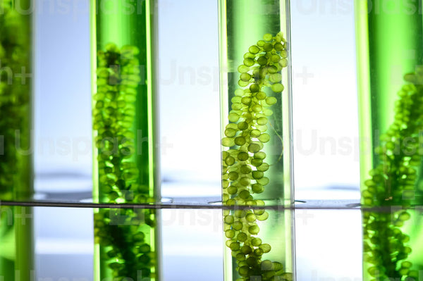 El valor de las algas marinas para tu piel